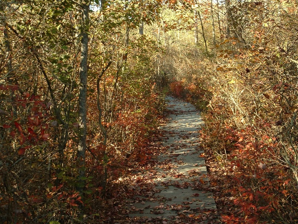 Pinhook Bog Trail in Indiana Dunes National Park