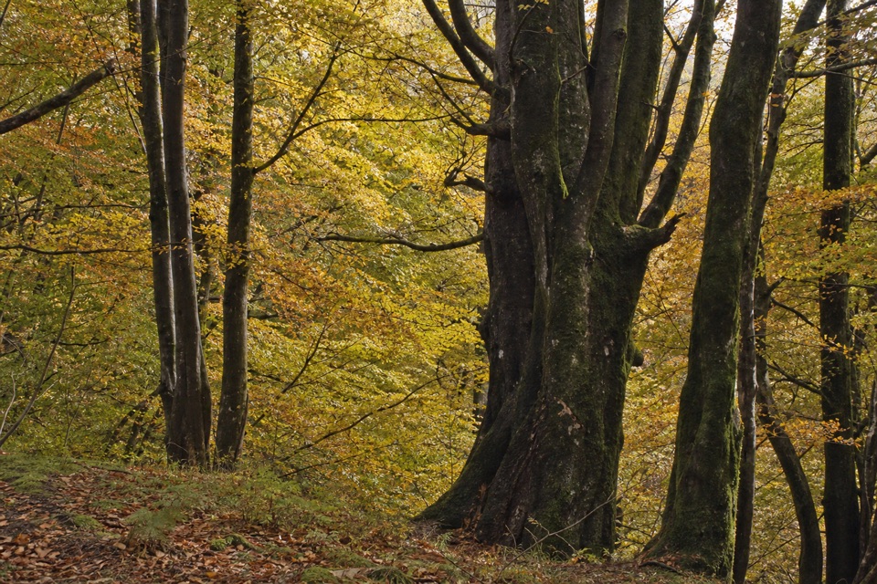 Lower Woods, Callander in Loch Lomond & The Trossachs National Park