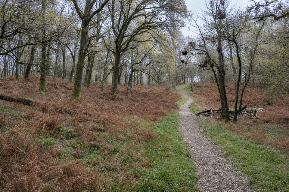 Low Path, Inchcailloch in Loch Lomond & The Trossachs National Park