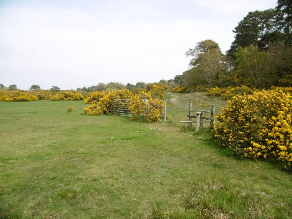 Tom’s Down in New Forest National Park