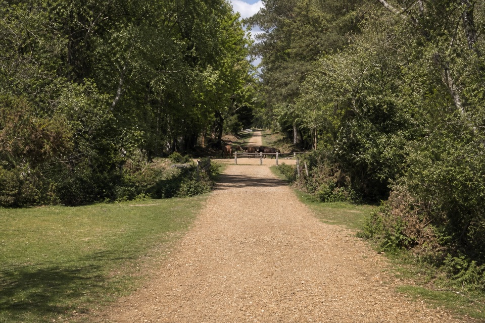 Anderwood Walk in New Forest National Park