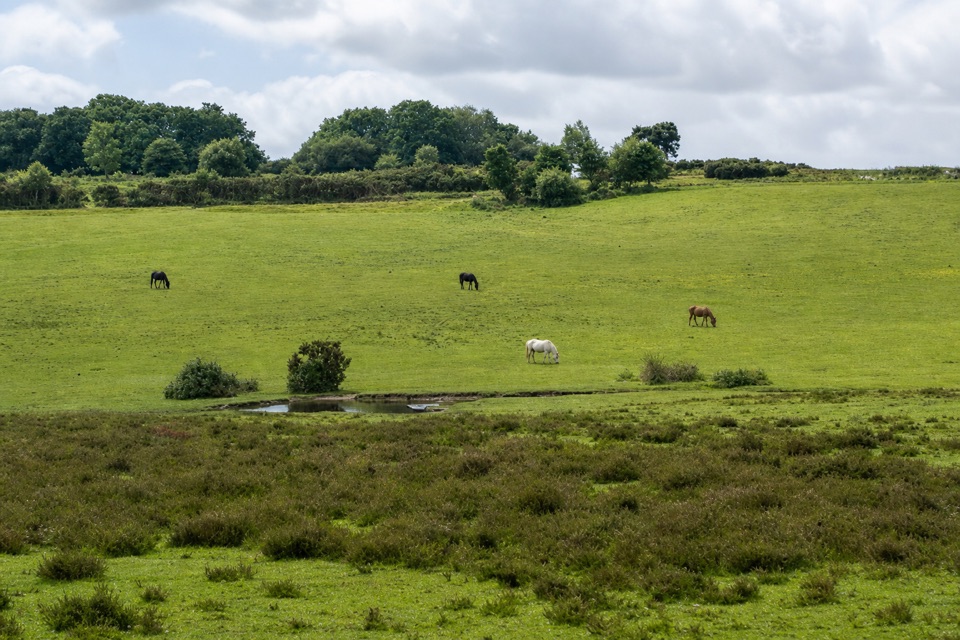 Horseshoe Bottom Loop in New Forest National Park