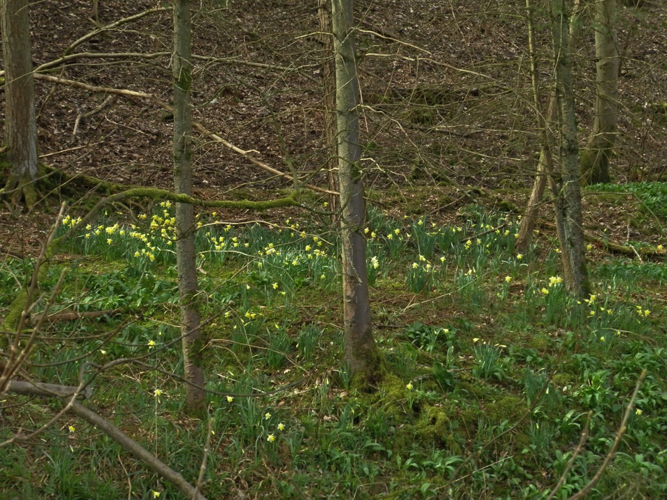 Farndale Daffodil Walk in North York Moors National Park