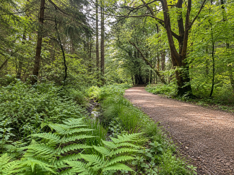 Adderstone Rigg Trail in North York Moors National Park