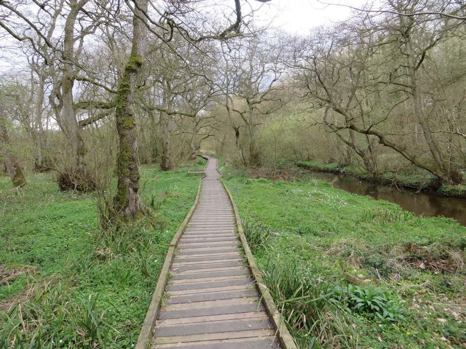 Forge Valley Woods Walk in North York Moors National Park