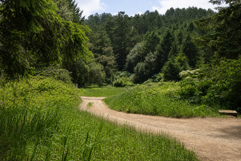 Bear Valley–Glen–Coast Loop in Point Reyes National Seashore