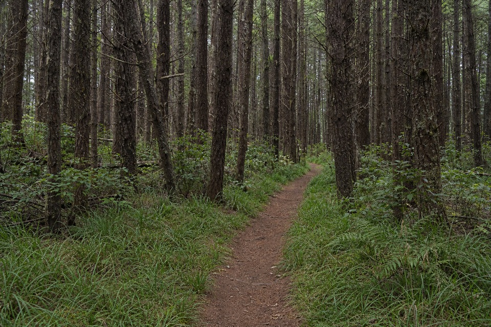 Five Brooks Loop in Point Reyes National Seashore