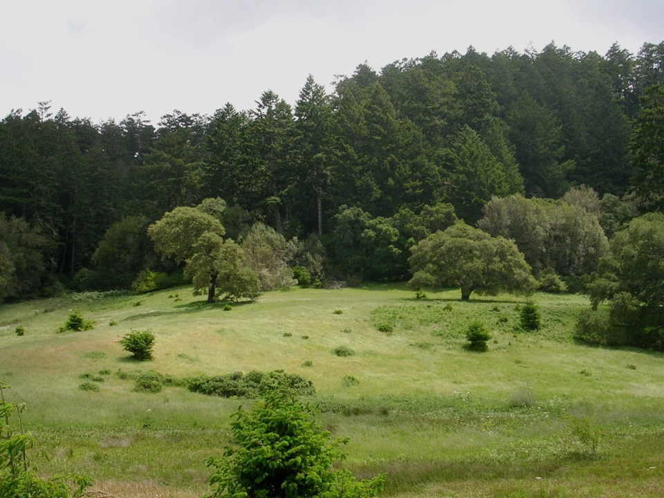 Bear Valley Forest Loop in Point Reyes National Seashore