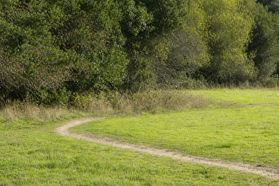 Rift Zone Trail in Point Reyes National Seashore
