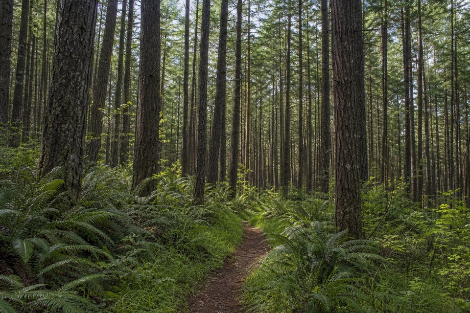 Stewart–Greenpicker Loop in Point Reyes National Seashore