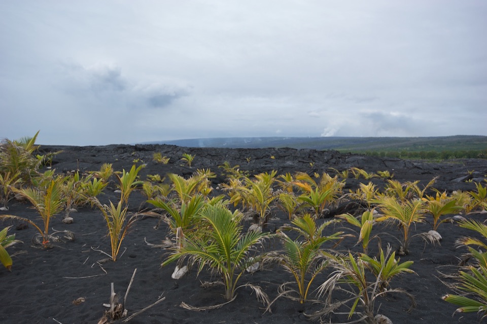 Kaimū Beach Eco-Path in Red Road (Kapoho–Kalapana Road), Hawaii