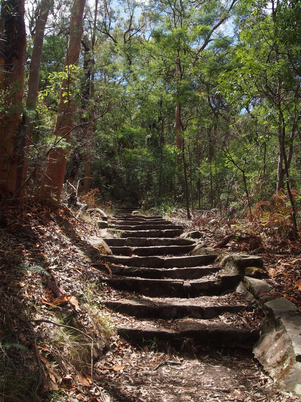 Honeymoon Track in Royal National Park