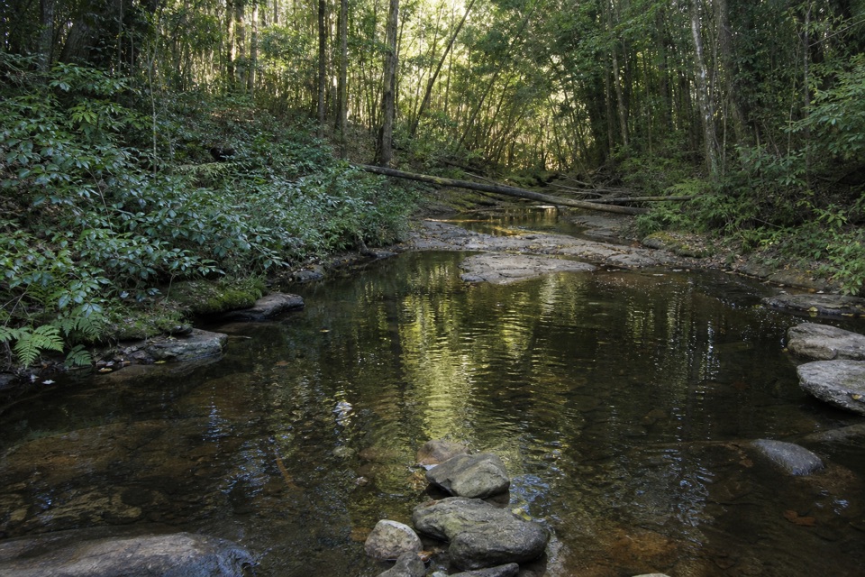 Wallumarra Track and Forest Path Circuit in Royal National Park