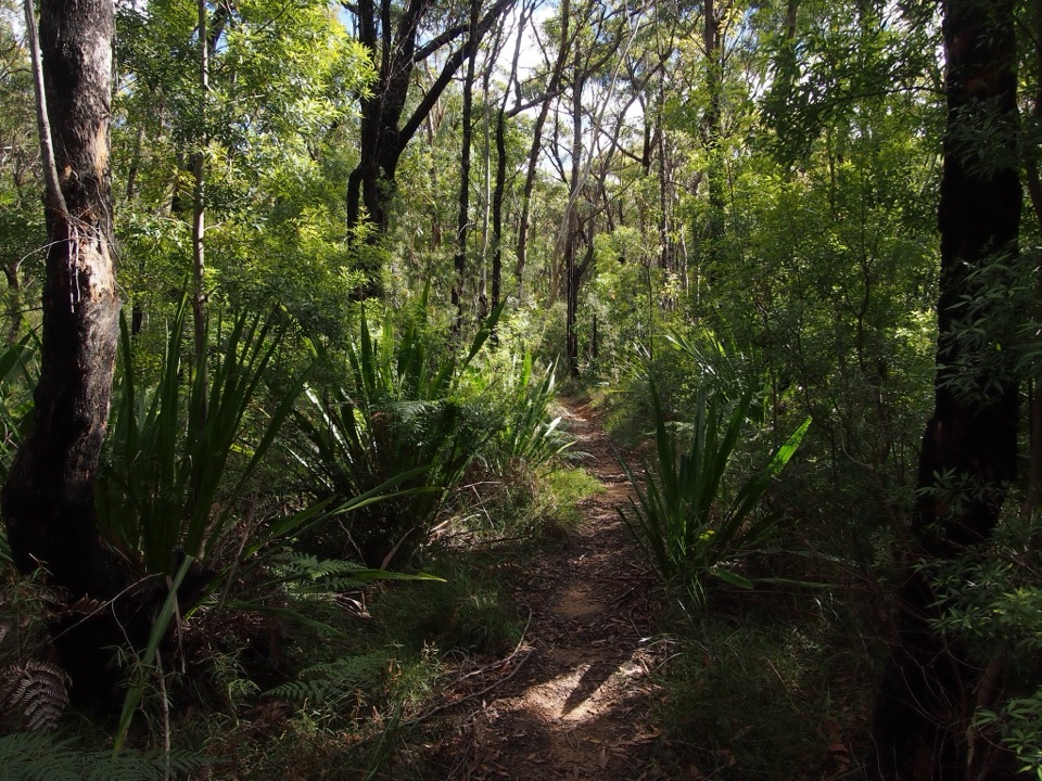 Engadine to Audley in Royal National Park