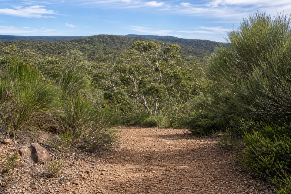 Wises Track in Royal National Park